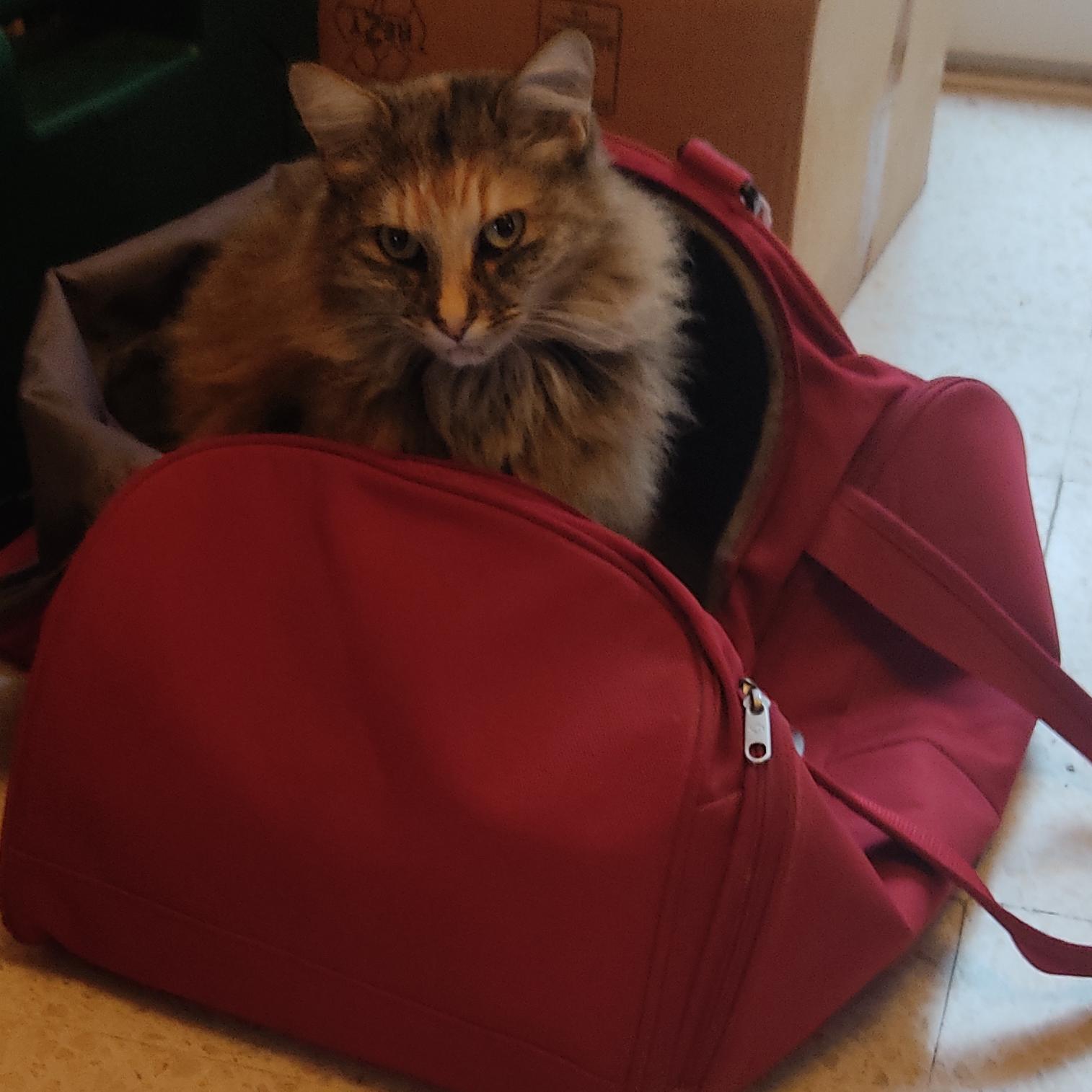 Un chat dans un sac de voyage