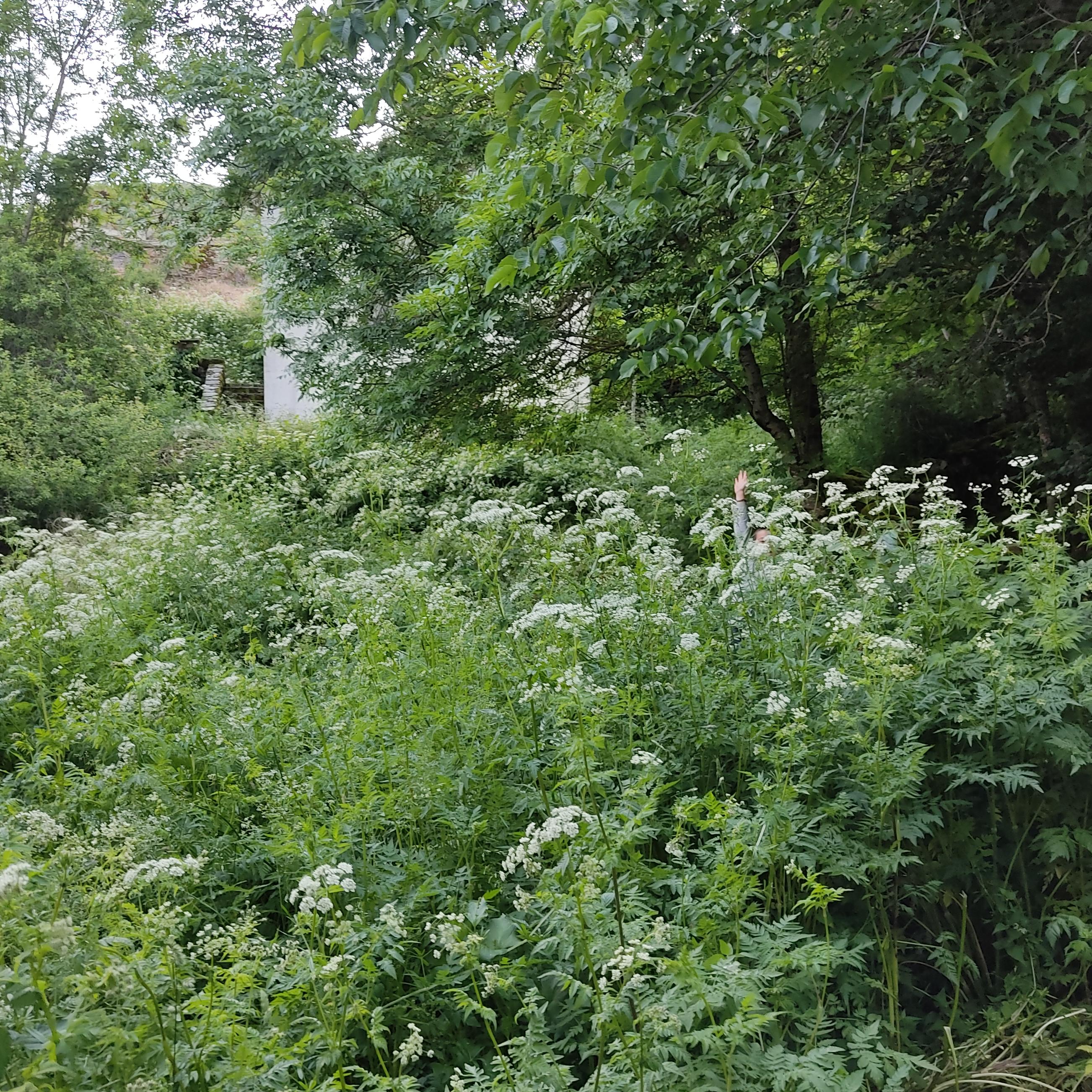 De l'herbe très haute devant une maison au loin