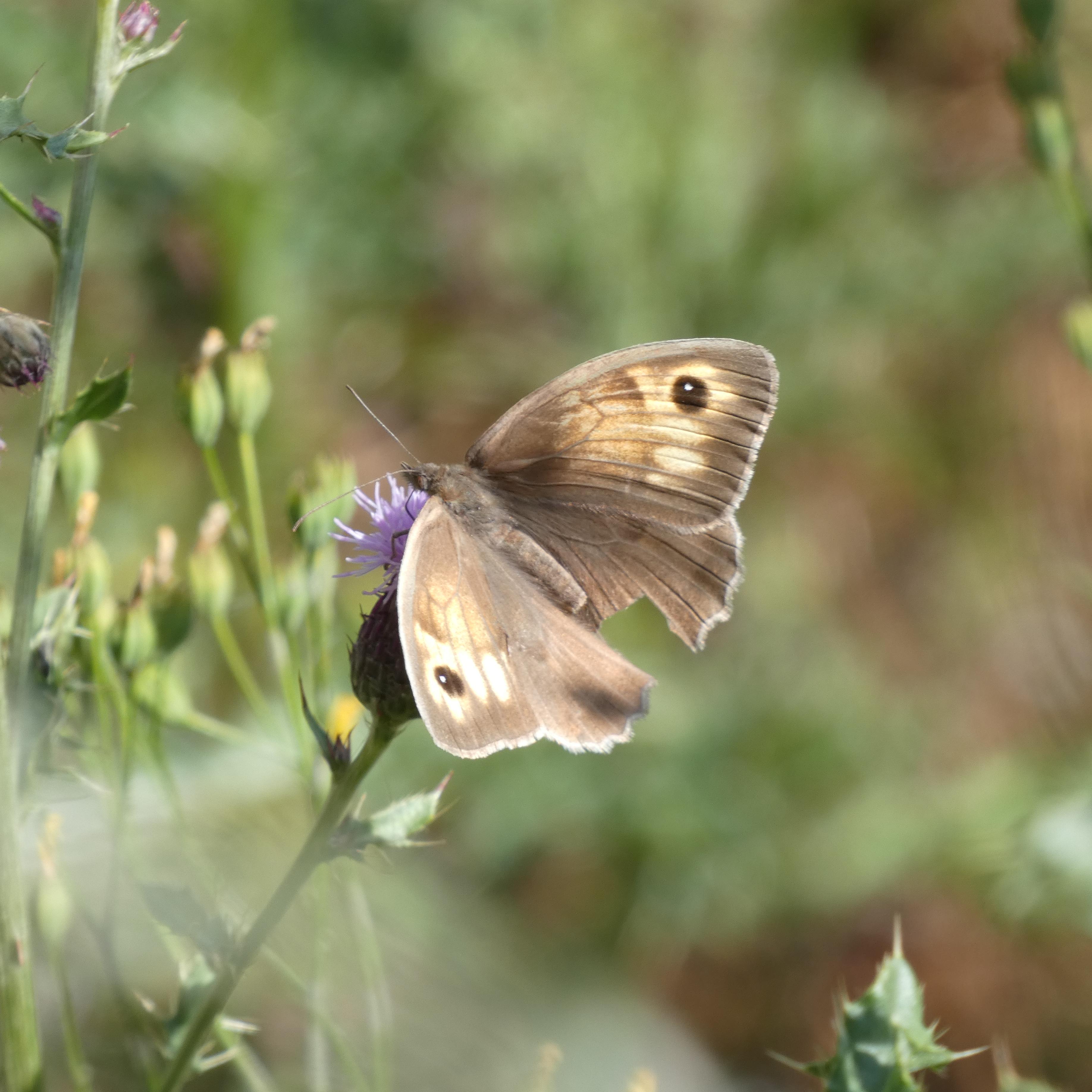 Un papillon sur une fleur