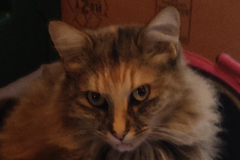 Un chat dans un sac de voyage
