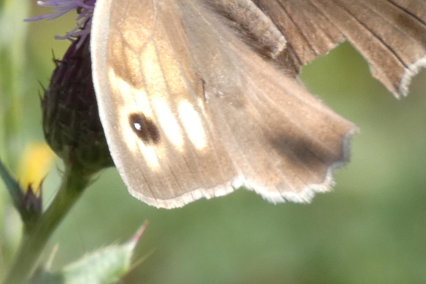 Un papillon sur une fleur